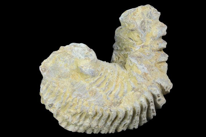 Cretaceous Fossil Oyster (Rastellum) - Madagascar #177730